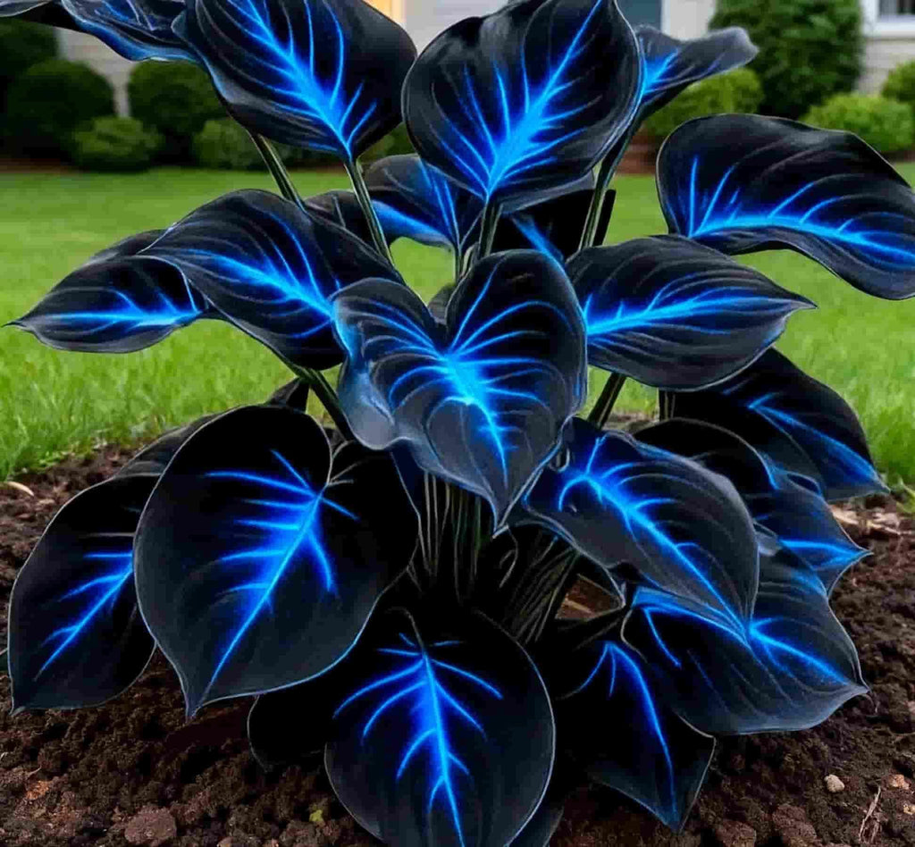 Blue Flame Hostas Free Organic Pot Mix 100 Grams