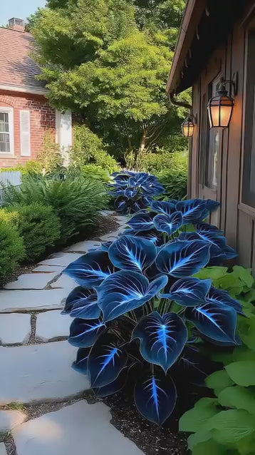 Blue Flame Hostas Free Organic Pot Mix 100 Grams