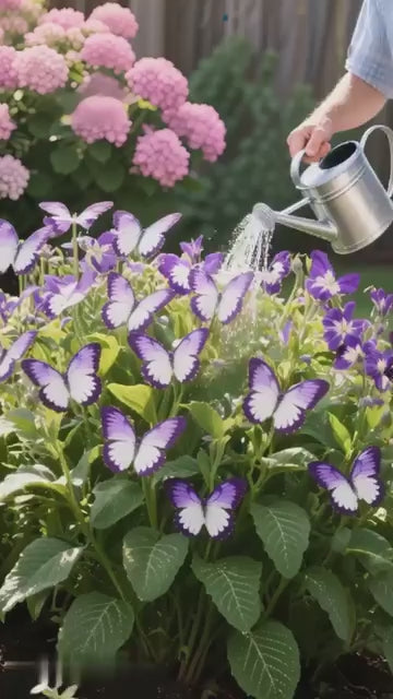 Moonlight Butterfly Seeds